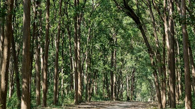 Almost all tribes in Jharkhand state revere sal as gods and the tree is widely worshipped. Alamy