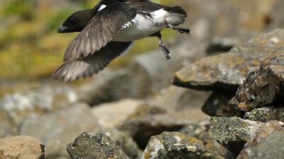 A little auk takes flight from its hillside rocky habitat during a summer heat wave on Svalbard archipelago near Longyearbyen, Norway. Getty Images