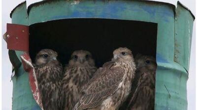 An artificial nesting programme in Mongolia aims to increase the wild Saker falcon population. WAM