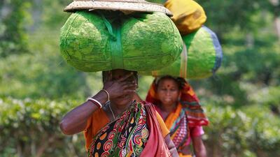 Tea garden workers carry sacks of tea leaves at Fatikchera tea garden estate on the outskirts of Agartala. Jayanta Dey / Reuters