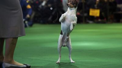A Toy Fox Terrier breed stands to attention during judging at the 143rd Westminster Kennel Club Dog Show in New York, U.S., February 11, 2019. Photo: Reuters