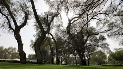 Famed for its ability to live in harsh conditions, the Ghaf tree is found in the deserts of Arabia and in the Indian subcontinent. Photo: Pawan Singh / The National