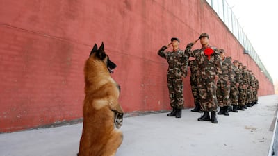 An army dog stands up as retiring soldiers salute their guard post before retirement in Suqian, Jiangsu province, China. Reuters / Stringer