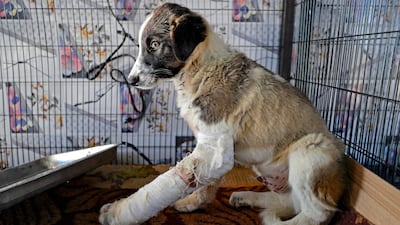 An injured stray dog rests in a cage at the Baghdad Animal Rescue, west of the capital Baghdad, on January 16, 2022. - Iraq is trying to emerge from almost two decades of conflict and has been mired in a political and economic crisis, and animal welfare is far from a priority either for most people or for the authorities. More than a decade ago, thousands of stray dogs were gunned down with automatic weapons after municipalities including Baghdad decided that their numbers were too high. (Photo by AHMAD AL-RUBAYE / AFP)