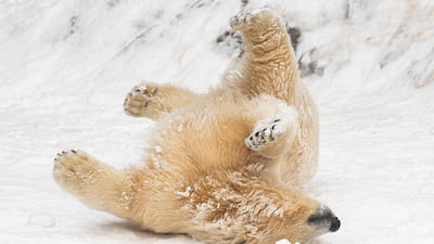 A polar bear enjoys the snow at Sosto Zoo in Nyiregyhaza, Hungary. EPA