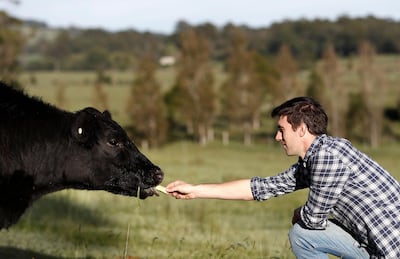 Pat Cummins with his cows while in isolation at his property in Southern Highlands, Australia. Getty Images