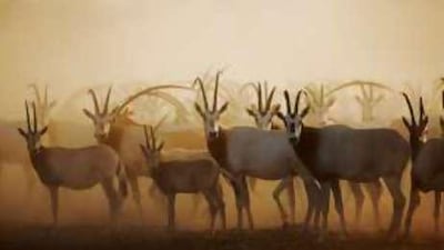 Sir Bani Yas has been a wildlife preserve and private retreat for nearly 40 years.