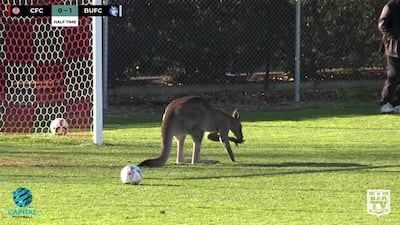 A kangaroo invades the pitch during a football match between Canberra FC and Belconnen United in Canberra. Reuters