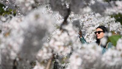 A woman views a blossoming tree in Regents Park in London, Britain, 24 March 2022. EPA / NEIL HALL