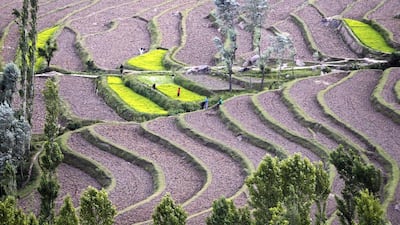 Paddy fields at Bandipora, north of Srinagar. Small and marginal farmers in India depend on the monsoon. Danish Ismail / Reuters