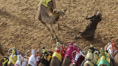 A camel keeper tries to control his camel ahead of a race at the Al Marmoom Camel Racetrack.