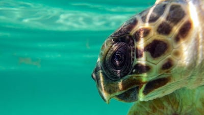 Headshot of a Hawksbill turtle.