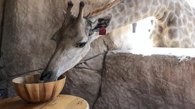 Four-year-old Mary tucks into her breakfast after a little encouragement. Victor Besa/The National