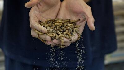 Jassem Buabbas has spent years breeding the larvae for animal feed and now hopes the creatures will find their way into the diets of Gulf citizens. AFP