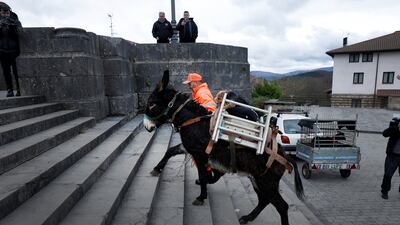 In Urkiola, Spain, Perico the donkey, with Flay the dog and Fifi the cat on its back, climbs the steps of the Sanctuary of Saint Anthony the Abbot and Saint Anthony of Padua to receive a blessing on the day of Saint Anthony, Spain's patron saint of animals. Reuters