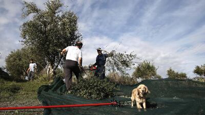 Olive producers worry that Greece could spoil its own signature product. Petros Giannakouris / AP Photo