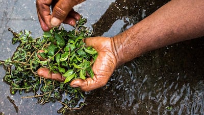 In order to hand-make organic kohl Kusum Gaikwad's way, the leaves are cleaned thoroughly with water.