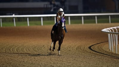 California Chrome during track work at the Meydan Racecourse. Ali Haider / EPA