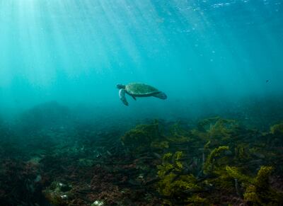 Populations of greens turtle have increased by more than 25 per cent since the 1970s. AP