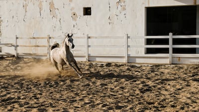Its goal is to breed exquisite Arabian horses.