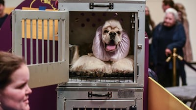 Green room: A cocker spaniel relaxes backstage during the annual Westminster Kennel Club dog show. AFP