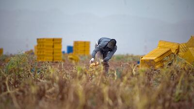 In the past, the UAE imported a large percentage of its potatoes from Saudi Arabia but after the Saudis banned potato exports in 2011, the UAE has imported a majority of potatoes from Egypt and Pakistan.