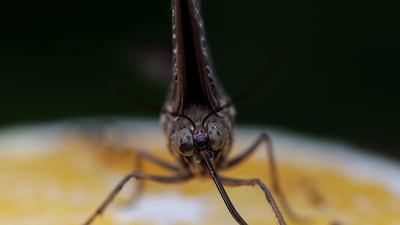 View of a Caligo Telamonius at the Butterfly Garden of the Metropolitan Natural Park in Panama City, Panama. EPA