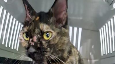 One of more than 150 cats that were abandoned in the desert near Al Falah. Photo: microchipped.ae