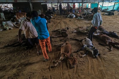 Workers remove the carcasses of cows killed by lumpy skin disease in Jaipur. AP