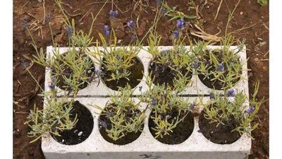 A little work now will help give your young plants the best possible chance of success once it is cool enough to plant them. iStockphoto.com