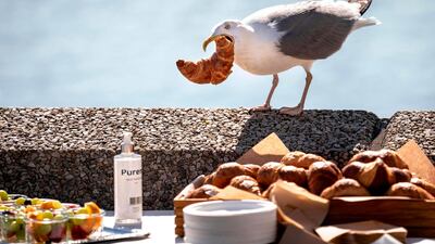 A seagull snatches a croissant from the buffet in Copenhagen, Denmark. AFP