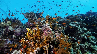 Fish swim above a coral reef in the Red Sea near the city of Jeddah, Saudi Arabia. Climate change could lead to coral bleaching. Lucas Jackson / Reuters