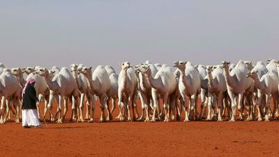 The event is part of a national programme to promote the breeding and welfare of camels.