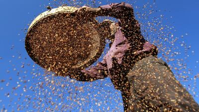 Palestinian farmer Moneer Nearat, 50, harvests sesame in the village of Maythaloun near the West Bank city of Jenin. Mohammed Ballas / AP Photo