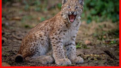 A four-month-old lynx explores its home in the Bear Wood exhibit at the Wild Place Project in Bristol, UK. PA