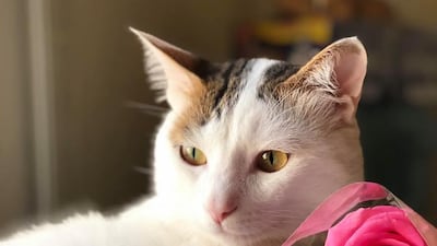 Bina Shah's cat, Billy, whom she credits with transforming her life. Courtesy Bina Shah