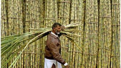 Sugar is among the items in the FAO's food price index, which also includes dairy products, meat and cereals.