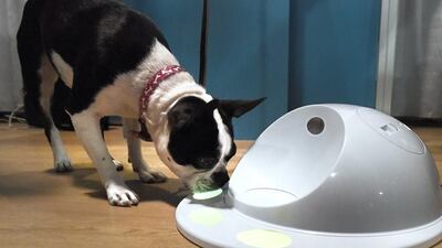A dog uses the CleverPet Hub game console. David Paul Morris / Bloomberg