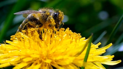 Bees are among the insects whose numbers are reduced in areas blighted by climate change and agriculture. AP