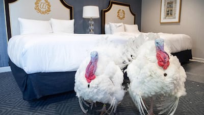 Corn and Cobb, a pair of turkeys that will be pardoned by US President Donald Trump, walk inside their hotel room at the Willard Intercontinental Hotel in Washington, DC while awaiting the White House pardoning ceremony. AFP
