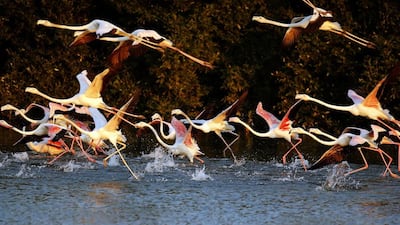 Pink flamingos at the Ras Al Khor Wildlife Sanctuary on the outskirts of Dubai.
