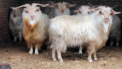 Cashmere goats raised for their wool at a farm in Ordos in Inner Mongolia, north-west China. The finest cashmere in the world is said to come from goats from the region of Ordos. Frederic Brown/AFP