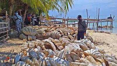 Coast guard personnel inspect the seized giant clam shells, weighing a total of 200 tonnes and worth some $25 million, on Green island in Roxas town, Palawan province. AFP