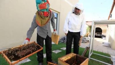 Helper Hassan Mohammed Hossain and hobby beekeeper Asif Kibria remove panels from a box that contains bees. Sarah Dea / The National