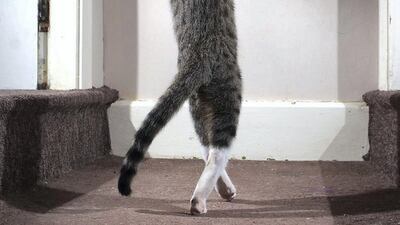 Highly Commended: 'The Dancing Cat' by Iain McConnell.