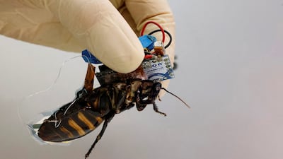 The bugs are equipped with a tiny wireless control module that is powered by a rechargeable battery attached to a solar cell.