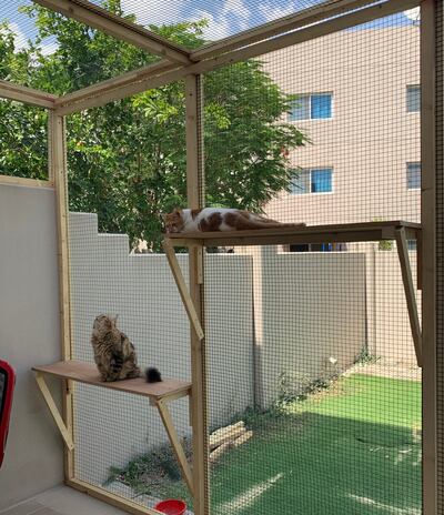I spent Dh3,000 for the cats to have a backyard catio. Evelyn Lau / The National