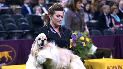 Diva moment: A cocker spaniel competes in the sporting group of the show on February 11, 2020 in New York City. AFP