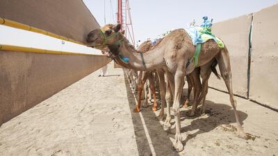 The camels stand lined up for the start of the race.