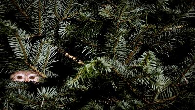 A baboon peers through the branches of an old Christmas tree at the Amersfoort Zoo in Amersfoort, The Netherlands. EPA